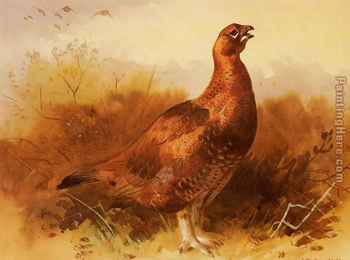 Cock Grouse painting - Archibald Thorburn Cock Grouse art painting